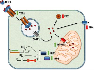 The Role of Iron in Friedreich’s Ataxia: Insights From Studies in Human Tissues and Cellular and Animal Models